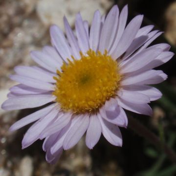 Erigeron leiomerus