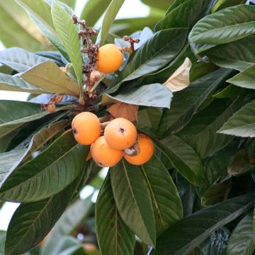 Eriobotrya x japonica - Nespolo del Giappone