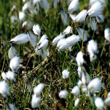 Eriophoron angustifolium - Pennacchi a foglie strette