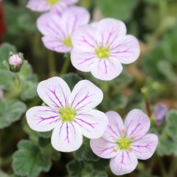 Erodium variabile Album