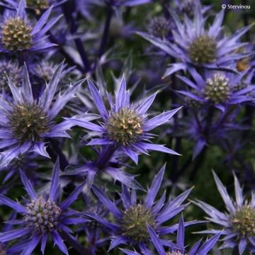 Eryngium Pico's Amethyst