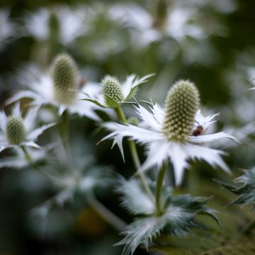 Eryngium agavifolium