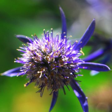 Eryngium planum Jade Frost