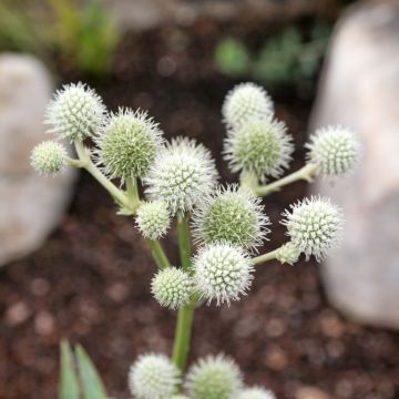 Eryngium yuccifolium