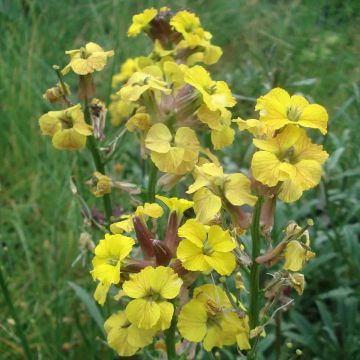 Erysimum Jubilee Gold - Violaciocca