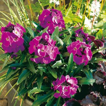 Erysimum Winter Joy improved - Violaciocca