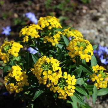 Erysimum alpinum