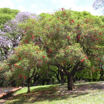 Erythrina crista-galli