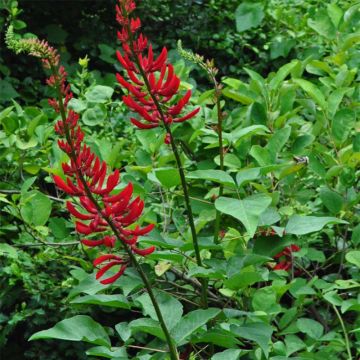 Erythrina bidwillii