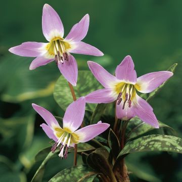 Erythronium dens canis Lilac Wonder - Dente di cane