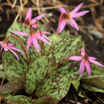 Erythronium dens canis Purple King - Dente di cane