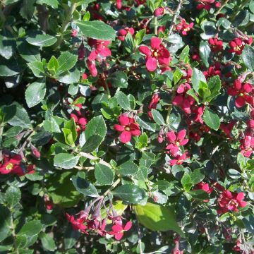 Escallonia Red Dream