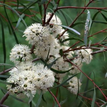 Eucalyptus apiculata - Eucalipto