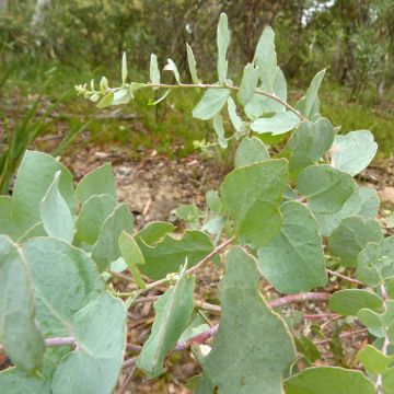 Eucalyptus bridgesiana - Eucalipto