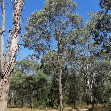 Eucalyptus camphora subsp camphora - Eucalipto