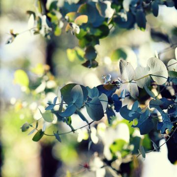 Eucalyptus cinerea Silver Dollar - Eucalipto