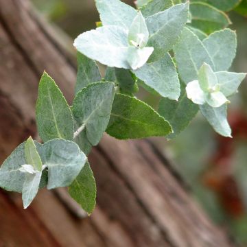 Eucalyptus crenulata - Eucalipto