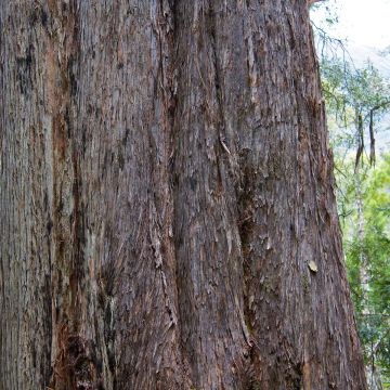 Eucalyptus delegatensis subsp. tasmaniensi - Eucalipto