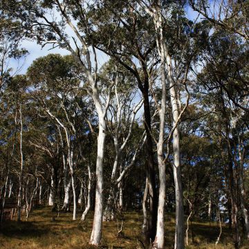 Eucalyptus elliptica - Eucalipto