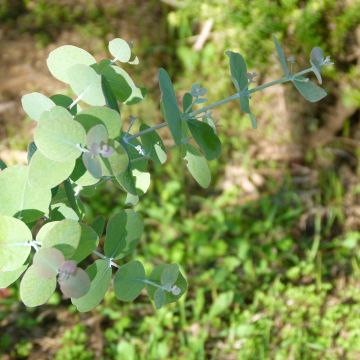 Eucalyptus goniocalyx Dwarf form - Eucalipto