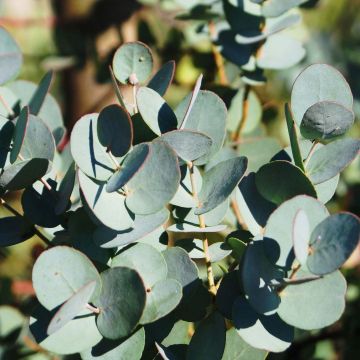 Eucalyptus gunnii Azura Cagire - Eucalipto