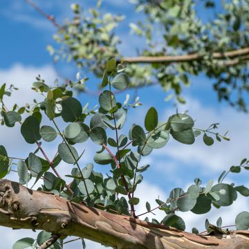 Eucalyptus gunnii subsp divaricata - Eucalipto