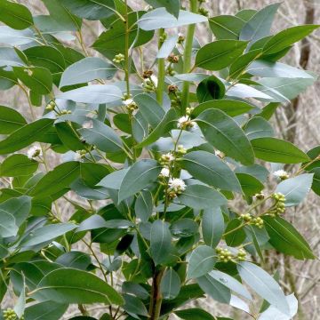 Eucalyptus kitsoniana - Eucalipto