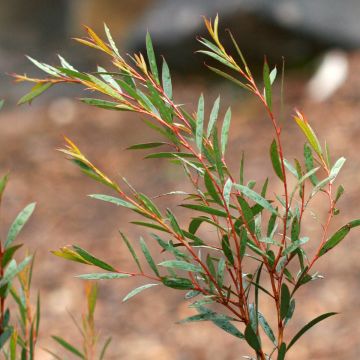 Eucalyptus moorei subsp. moorei - Eucalipto