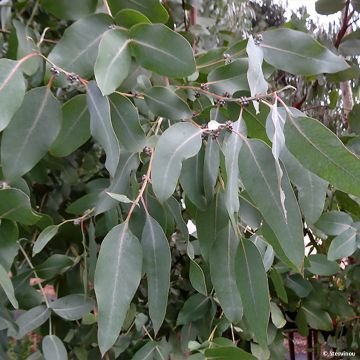 Eucalyptus neglecta - Eucalipto