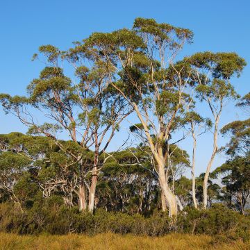 Eucalyptus nitida - Eucalipto