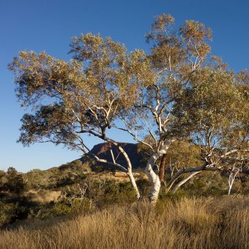 Eucalyptus pauciflora subsp. hedraia Falls Creek - Eucalipto