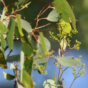 Eucalyptus polyanthemos - Eucalipto