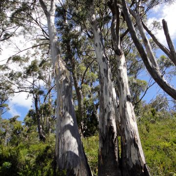 Eucalyptus pulchella - Eucalipto