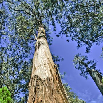 Eucalyptus regnans - Eucalipto australiano