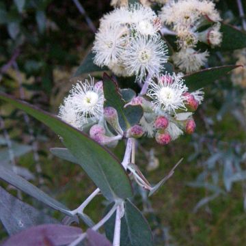 Eucalyptus risdonii - Eucalipto