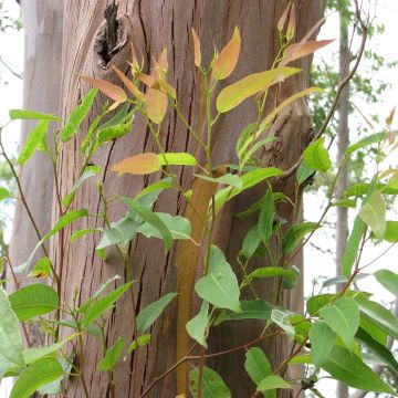 Eucalyptus saligna - Eucalipto