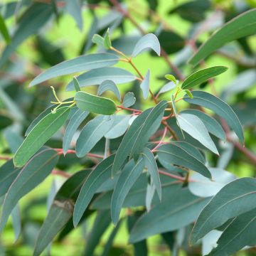 Eucalyptus saxatilis - Eucalipto