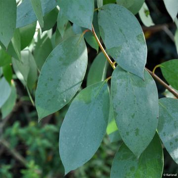 Eucalyptus stellulata - Eucalipto