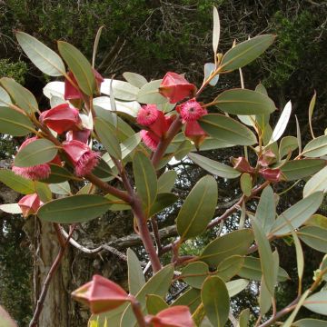 Eucalyptus tetraptera - Eucalipto