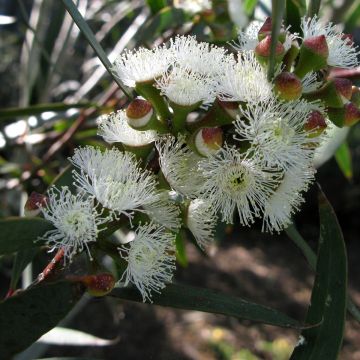 Eucalyptus gregsoniana - Eucalipto