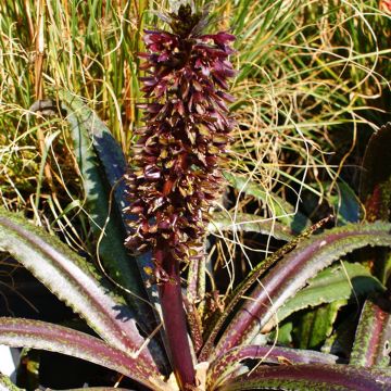 Eucomis wandermerwei Freckles - Giglio di ananas