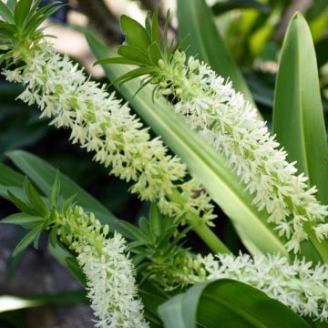 Eucomis Playa Blanca - Giglio di ananas