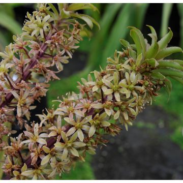 Eucomis pallidiflora subsp. pole-evansii - Giglio di ananas