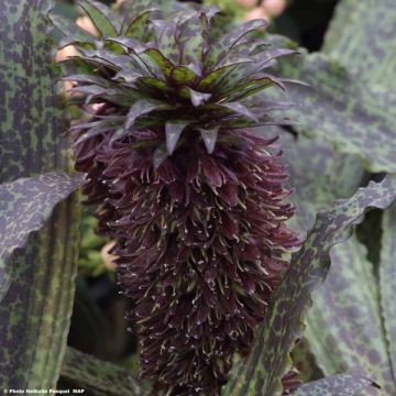 Eucomis vandermerwei Octopus - Giglio di ananas