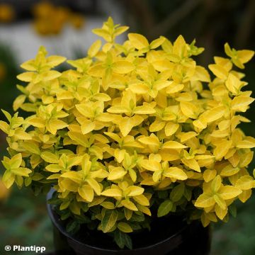 Euonymus fortunei Goldy