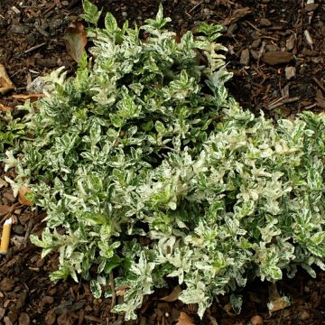 Euonymus fortunei Harlequin