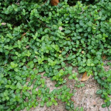 Euonymus fortunei Minimus