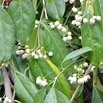 Euonymus fortunei Radicans