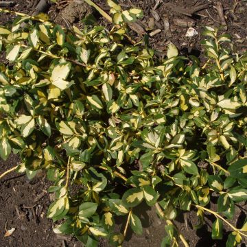 Euonymus fortunei Sunspot