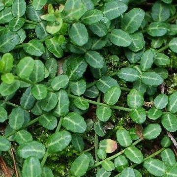 Euonymus fortunei Tustin